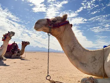Camel Safari